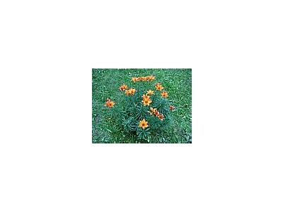 Photo Small Lily 6 Flower