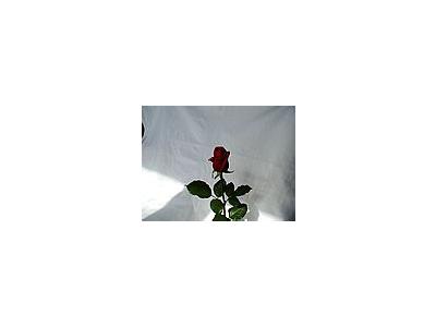 Photo Small Rose 15 Flower