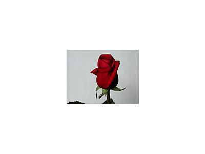 Photo Small Rose 18 Flower