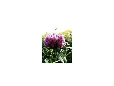 Photo Small Red Clover Flower