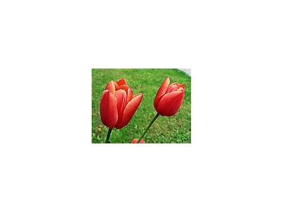 Photo Small Red Tulips Flower