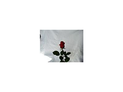 Photo Small Rose 19 Flower