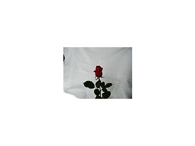 Photo Small Rose 21 Flower