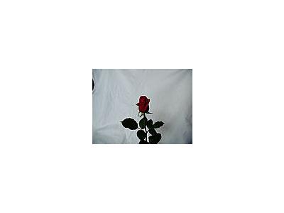 Photo Small Rose 35 Flower