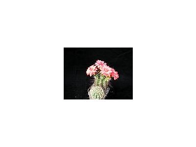 Photo Small Cactus 103 Flower
