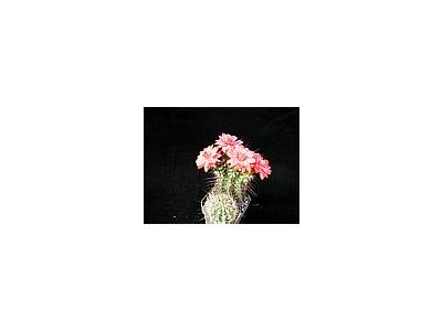 Photo Small Cactus 104 Flower