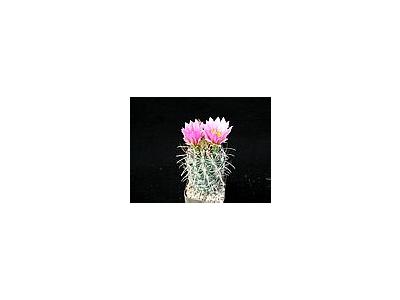 Photo Small Cactus 108 Flower
