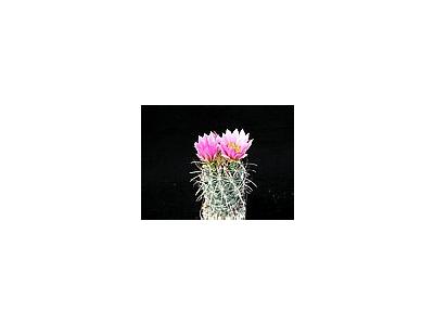 Photo Small Cactus 109 Flower