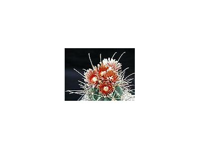 Photo Small Cactus 114 Flower