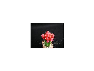 Photo Small Cactus 118 Flower
