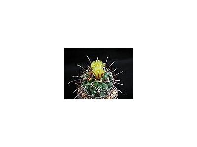 Photo Small Cactus 126 Flower