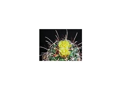 Photo Small Cactus 128 Flower