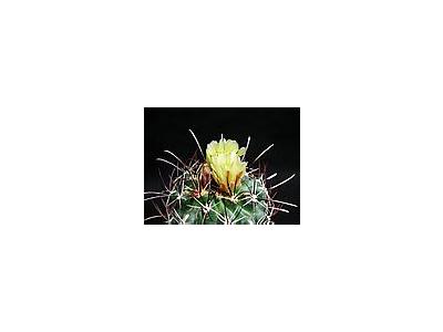 Photo Small Cactus 130 Flower