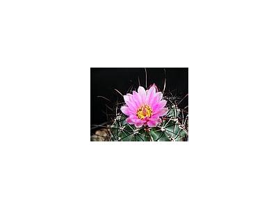 Photo Small Cactus 132 Flower