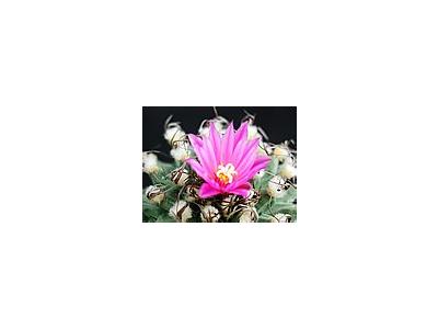 Photo Small Cactus 134 Flower