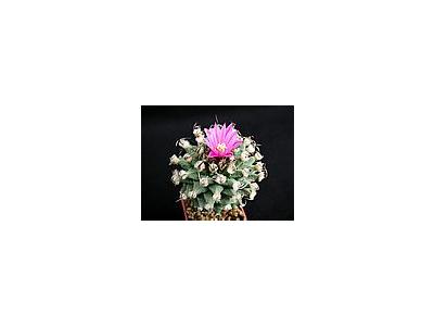Photo Small Cactus 135 Flower
