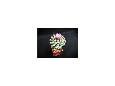 Photo Small Cactus 136 Flower