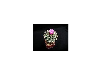 Photo Small Cactus 137 Flower