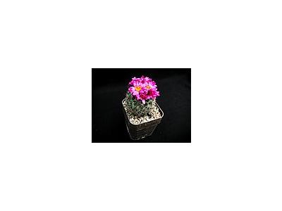 Photo Small Cactus 138 Flower