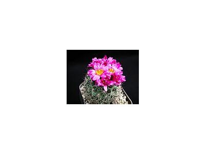 Photo Small Cactus 140 Flower