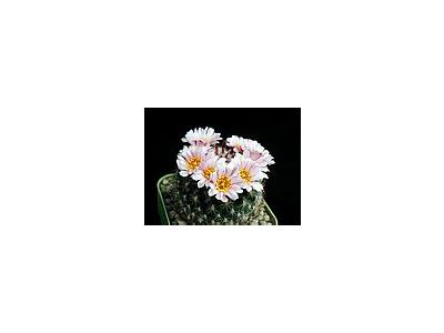 Photo Small Cactus 146 Flower