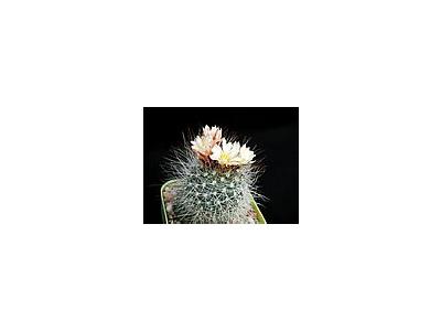 Photo Small Cactus 151 Flower