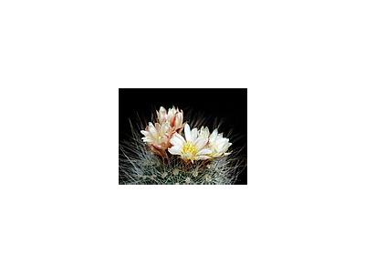Photo Small Cactus 152 Flower