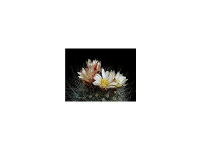 Photo Small Cactus 153 Flower