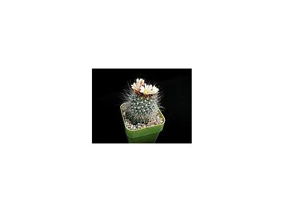 Photo Small Cactus 154 Flower