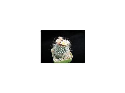 Photo Small Cactus 155 Flower
