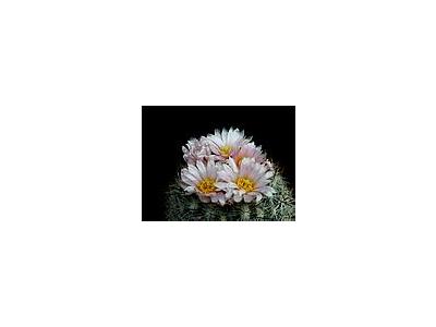 Photo Small Cactus 158 Flower
