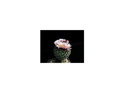 Photo Small Cactus 162 Flower