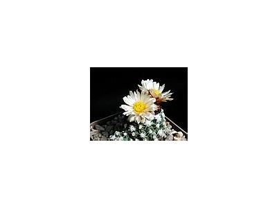 Photo Small Cactus 165 Flower