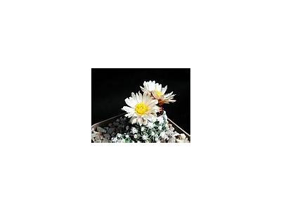 Photo Small Cactus 166 Flower