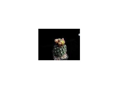 Photo Small Cactus 170 Flower