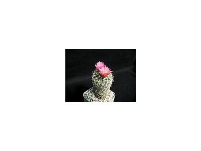 Photo Small Cactus 173 Flower