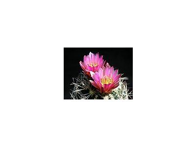 Photo Small Cactus 174 Flower