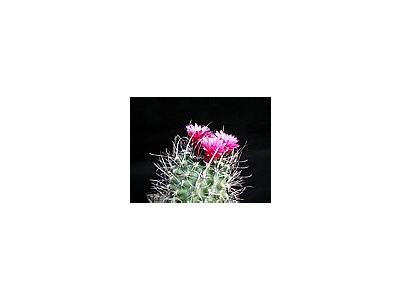 Photo Small Cactus 180 Flower