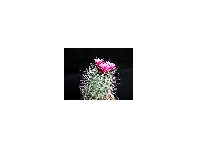 Photo Small Cactus 181 Flower