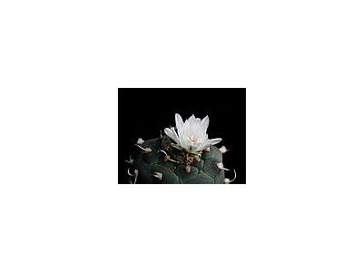 Photo Small Cactus 183 Flower