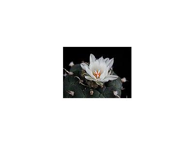 Photo Small Cactus 184 Flower