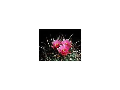 Photo Small Cactus 185 Flower