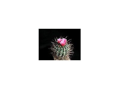 Photo Small Cactus 186 Flower