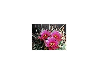Photo Small Cactus 187 Flower