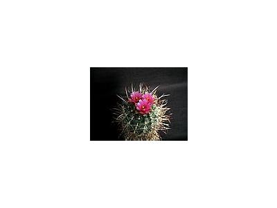Photo Small Cactus 188 Flower