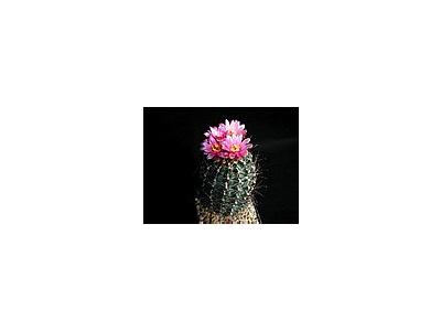 Photo Small Cactus 189 Flower