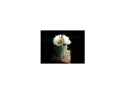 Photo Small Cactus 192 Flower