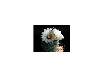 Photo Small Cactus 193 Flower