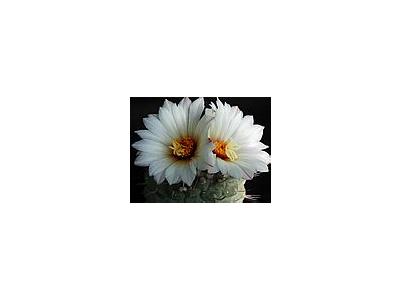 Photo Small Cactus 194 Flower
