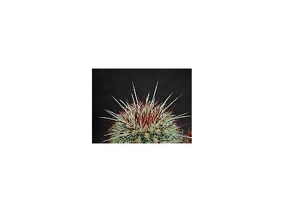 Photo Small Cactus 200 Flower